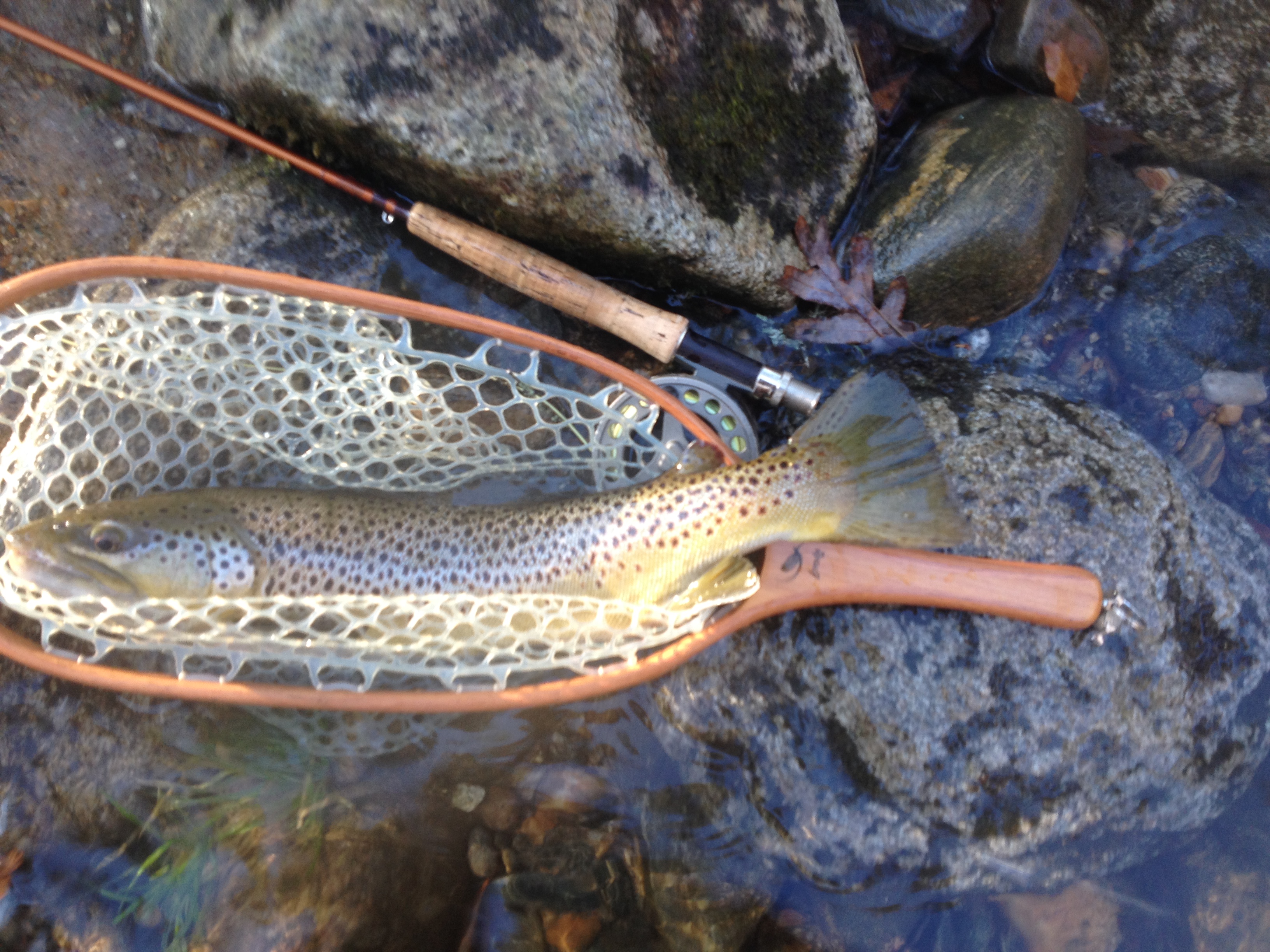 Fish in a net in the water.