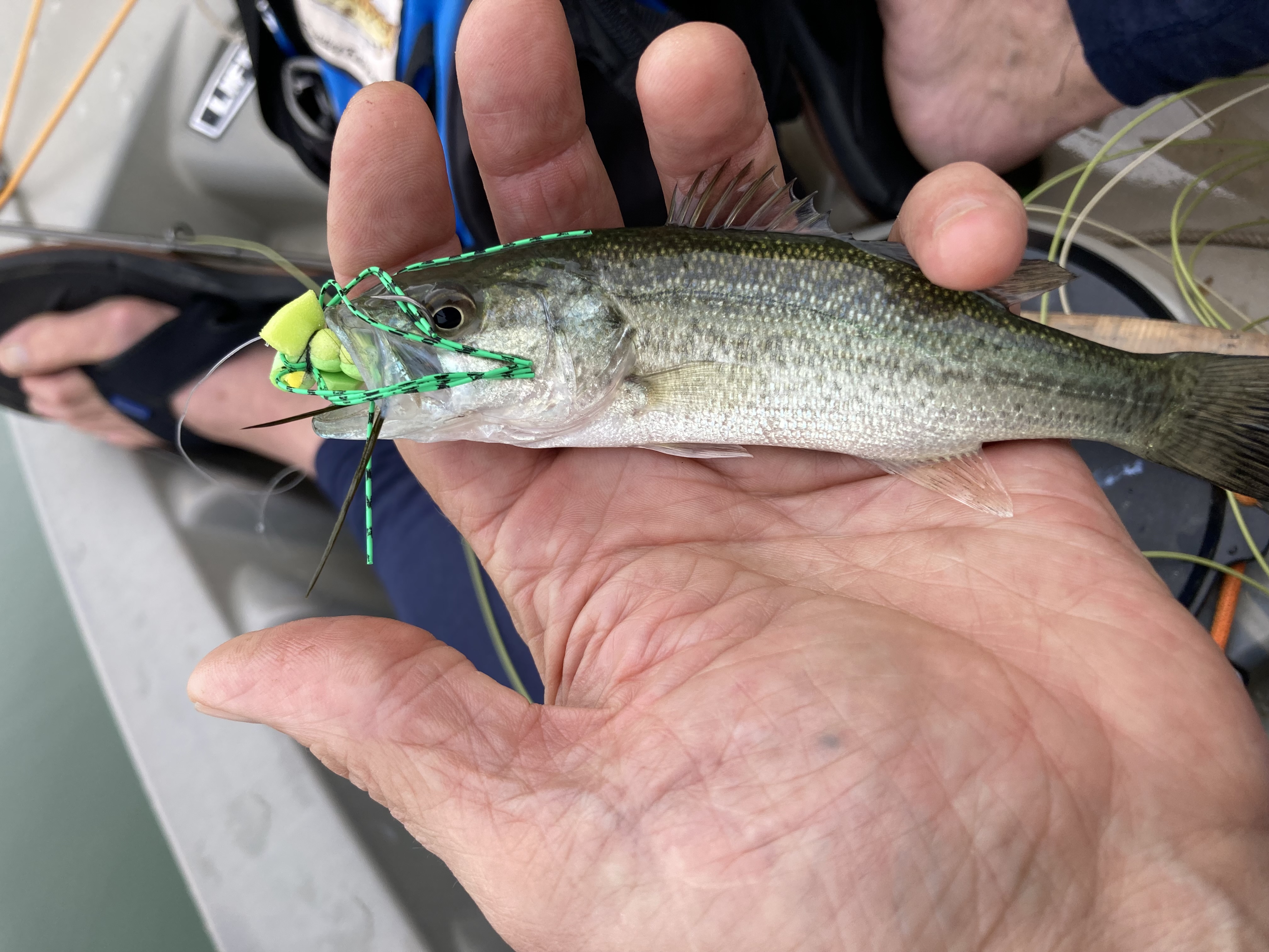 FSmall fish with a homemade fly in its mouth.