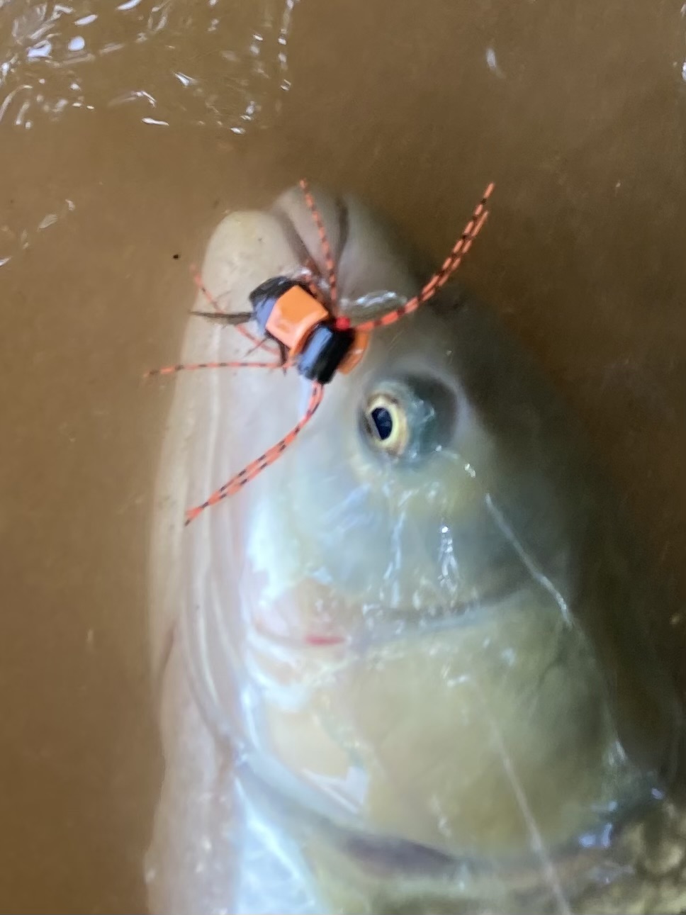 Fish with a homemade fly in its mouth.