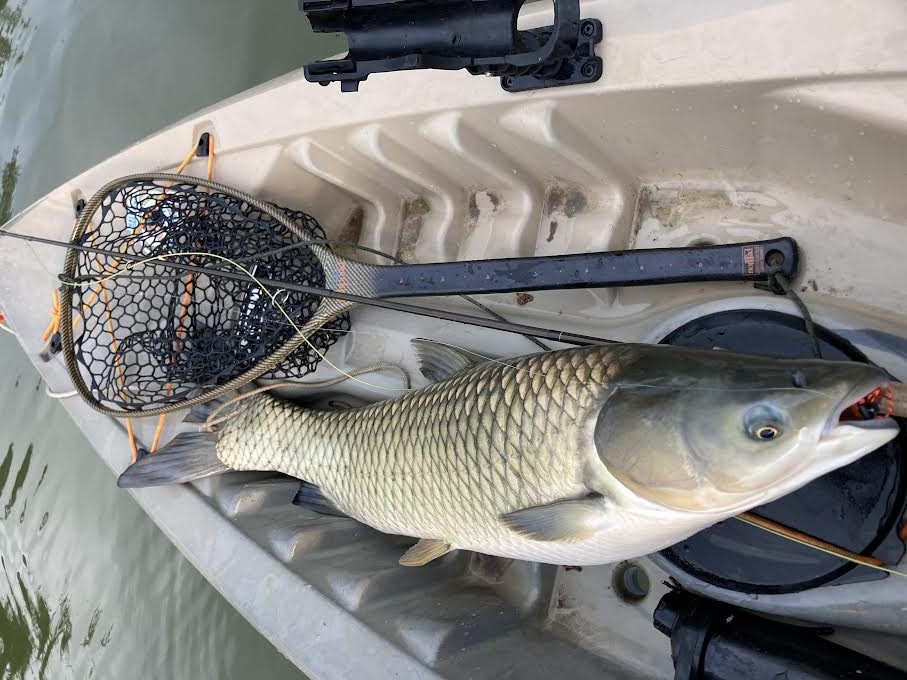 Fish sitting in a sit on top.