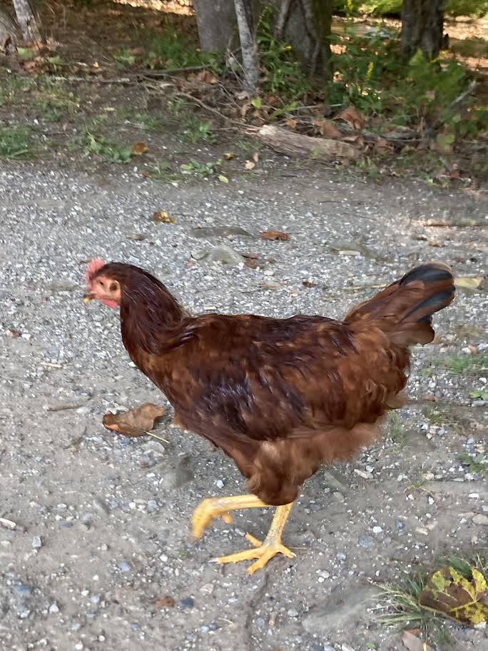 A brown chicken walking by.