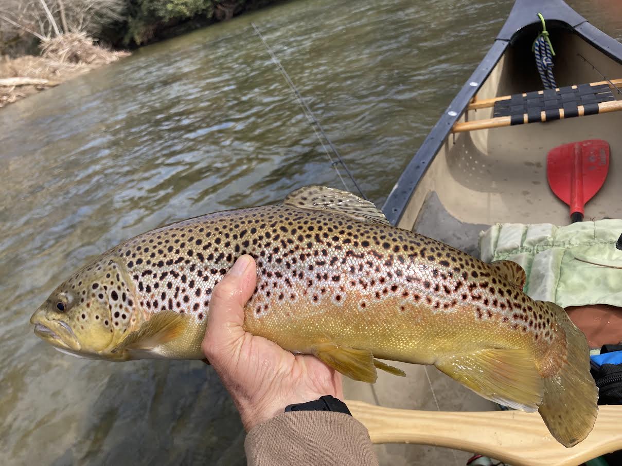 Beautiful trout being held.